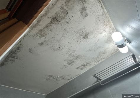 浴室天花板發霉油漆 2027年五行属什么